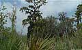 Guy Fanguy - Artist - Photographer - Guy Fanguy - Louisiana - Houma - Bayou Salle Road (8).jpg Size: 92795 - 12